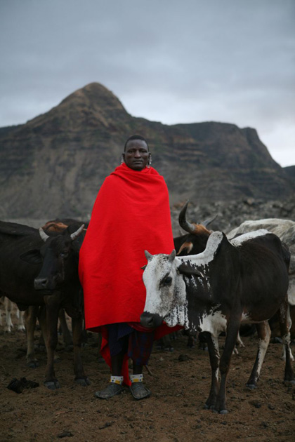 Maasai with cattle