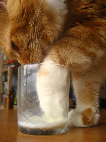 cat and milk
