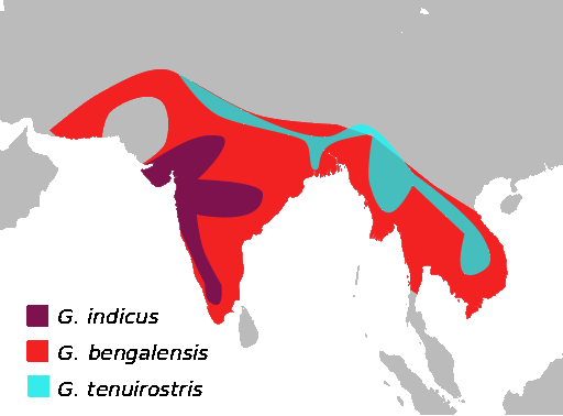 GypsBengalensisMap