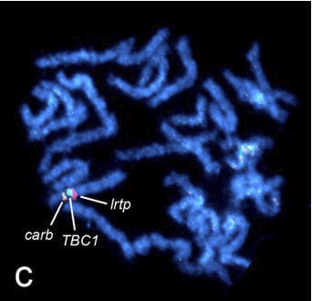 moth chromosomes