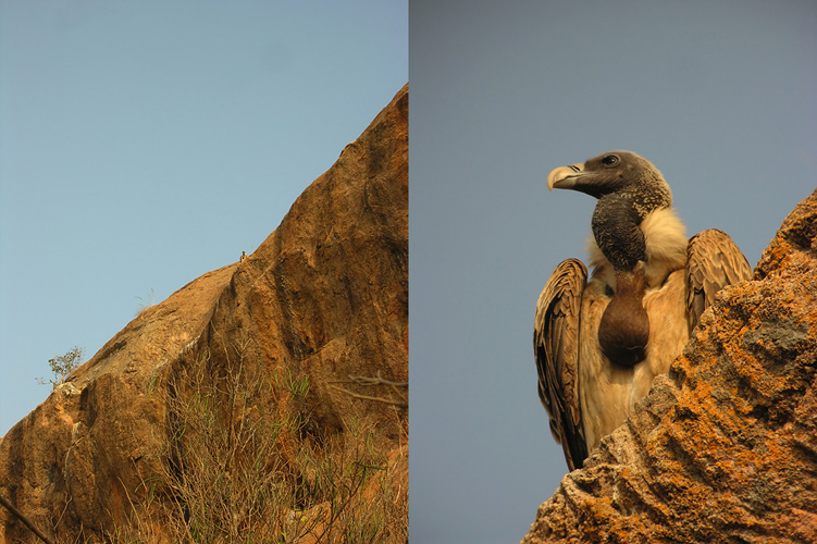 vulture rockface