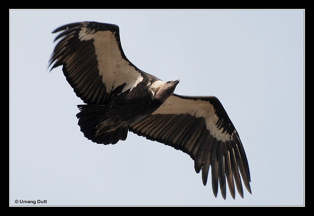 white rumped vulture 1