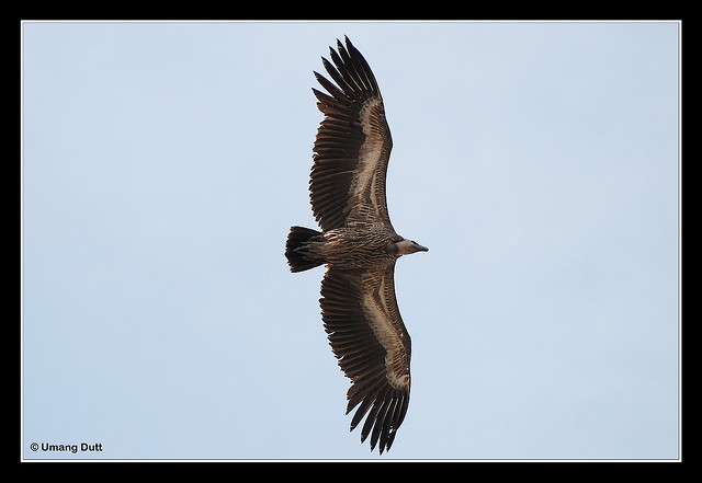 white rumped vulture 2