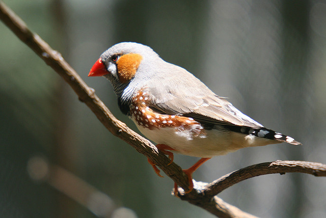 zebra finch