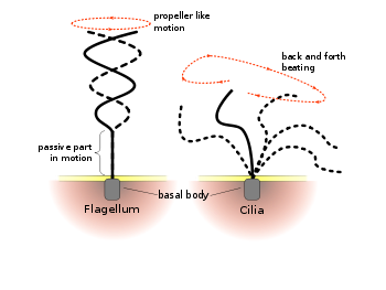 File-Flagellum-beating-1