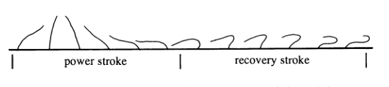 cilia