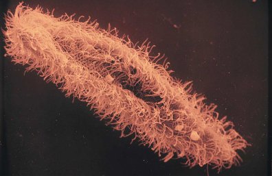 flagella_cilia_3_c_ph_784