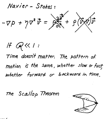 scallop theorem