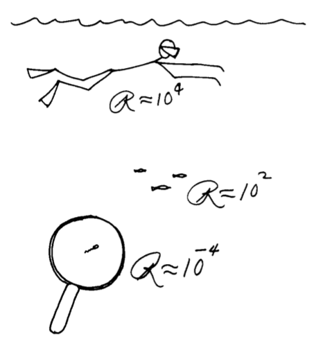 swimmers